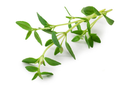 Thyme